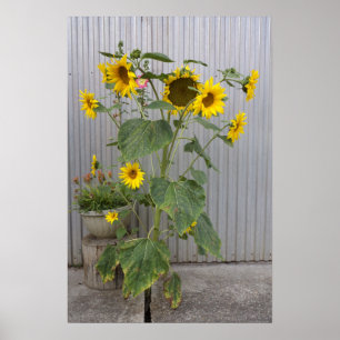 Multiheaded Sunflower Poster