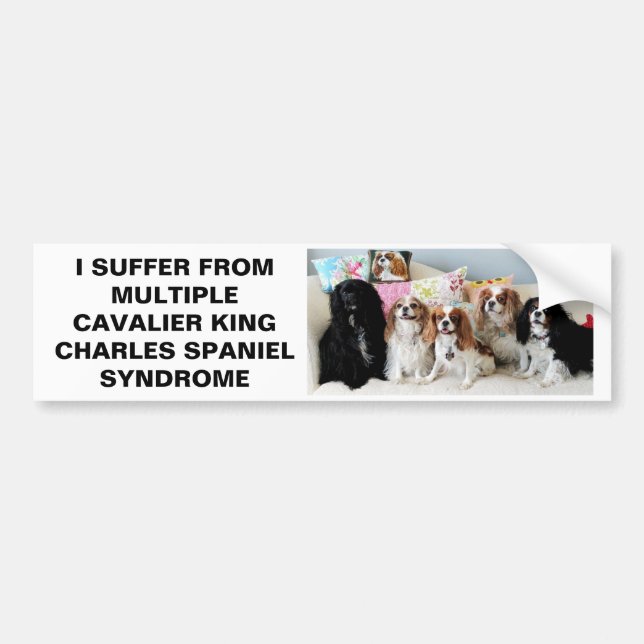 Multiple Cavalier King Charles Syndrome Bumper St Sticker (Front)