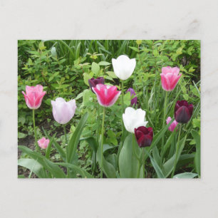 Multiple Colours Tulips DIY Postcard