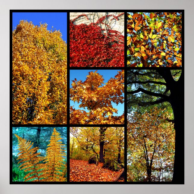 Multiple photos of autumn foliage poster (Front)