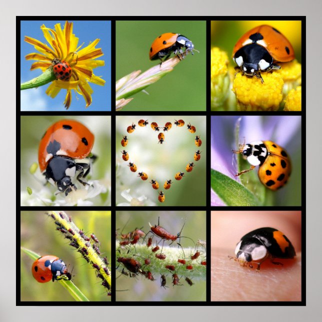 Multitude photos of ladybugs poster (Front)