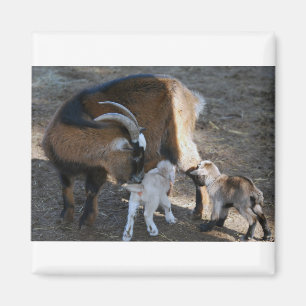 Mum and Babies Magnet