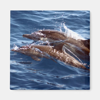 Mum and Baby Dolphin Magnet