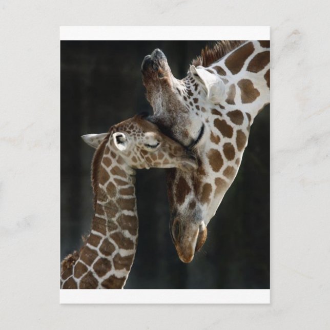 Mum and Baby Giraffe Cuddle Postcard (Front)