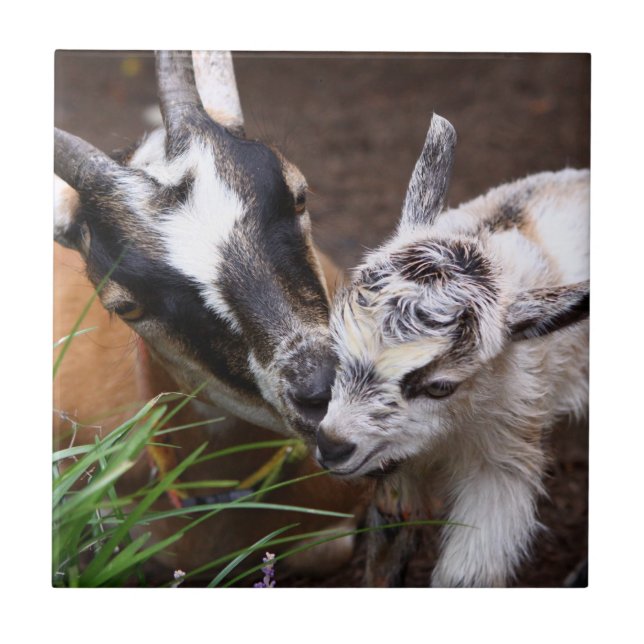 Mum and Baby Goat Tile (Front)