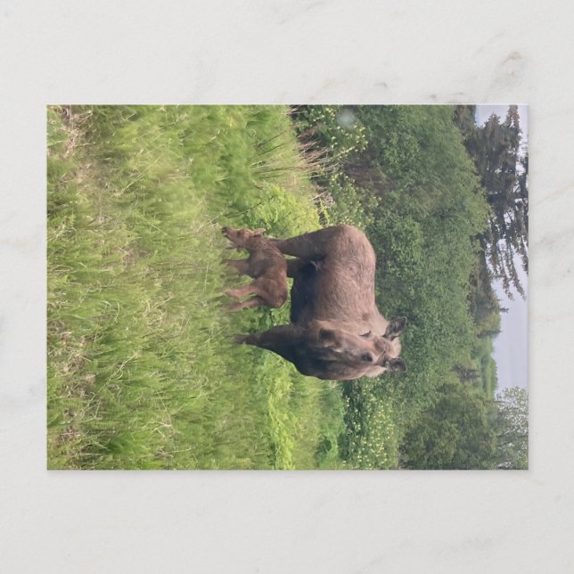 Mum And Baby Moose Postcard (Front)