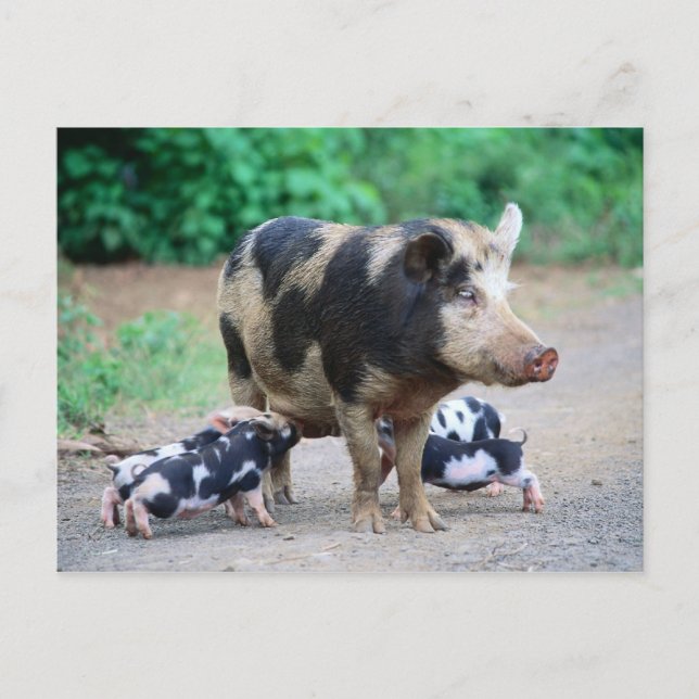 Mum and kids - Piggy postcard (Front)