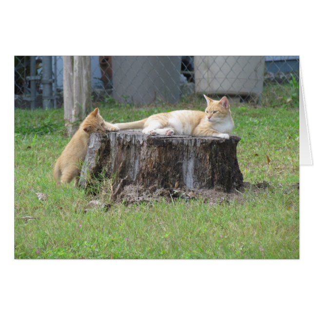 Mum and Kitten Appreciation Card (Front Horizontal)