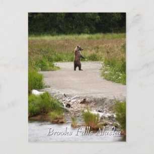 Mum!! Brooks Falls Alaska Postcard
