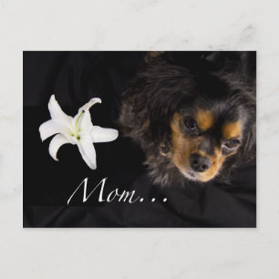 Mum…Cavalier King Charles Spaniel Postcard