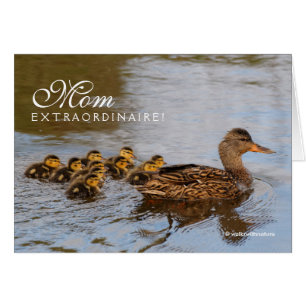 Mum Extraordinaire: One Prolific Mallard Hen