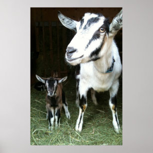 Mum Goat with Baby Ginger Poster