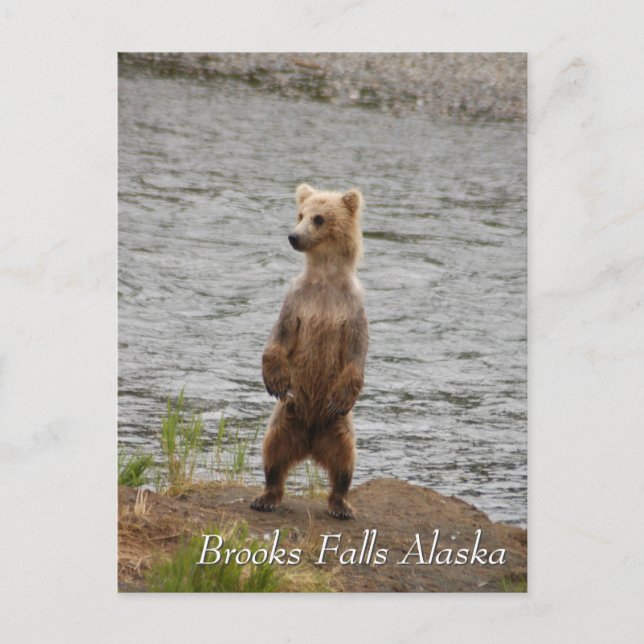 Mum, hello, Brooks Falls Alaska  Postcard (Front)