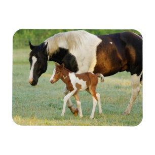 Mum & Newborn Paint Filly Magnet