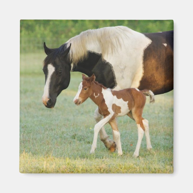 Mum & Newborn Paint Filly Magnet (Front)