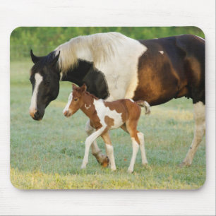 Mum & Newborn Paint Filly Mouse Pad