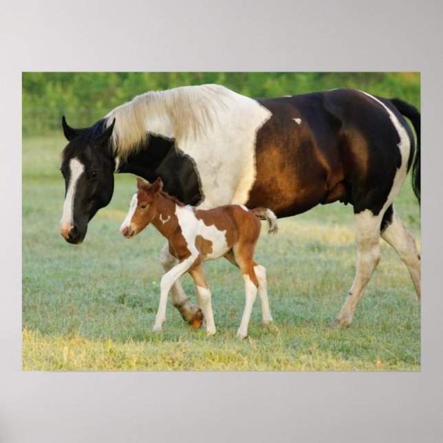 Mum & Newborn Paint Filly Poster (Front)