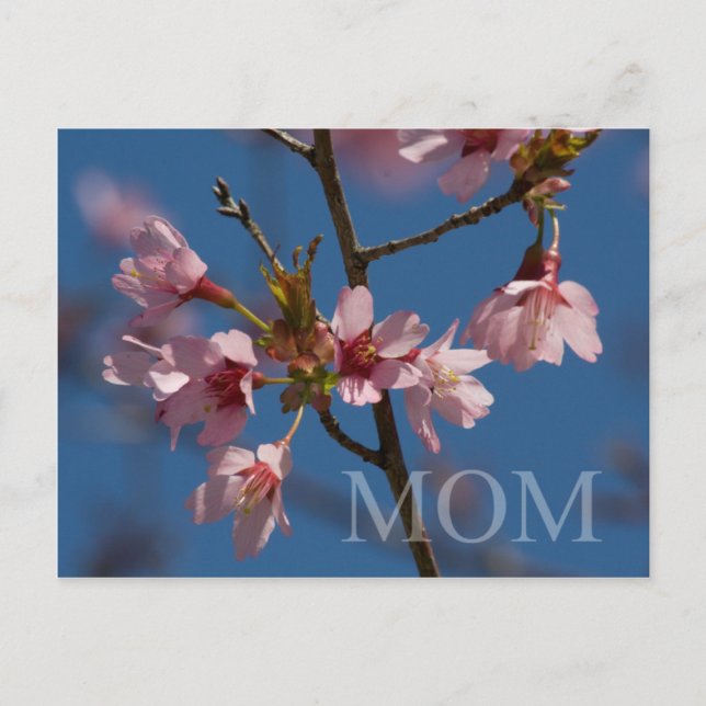 Mum Pretty Floral Photo Flower Blooms Spring Scene Postcard (Front)