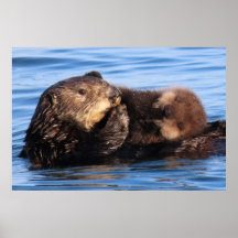 Mum Sea Otter and her Adorable Pup