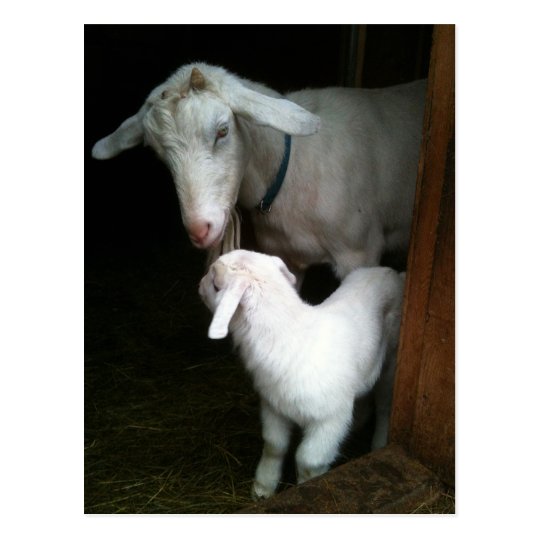 Mum with Baby Goat Postcard