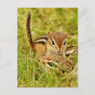 Mummy and Baby Chipmunk Postcard