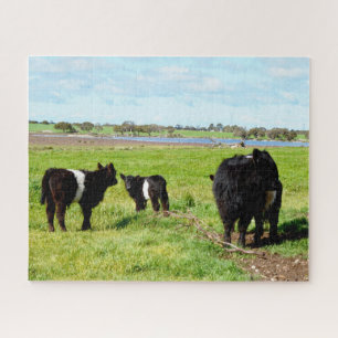 Mummy And Baby Galloway Cows, jigsaw puzzle