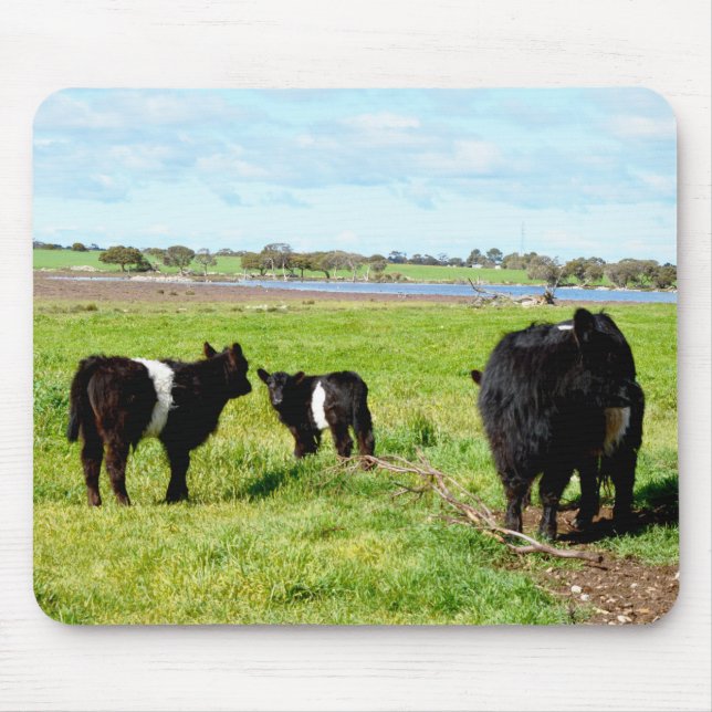 Mummy And Baby Galloway Cows,  Mousepad (Front)
