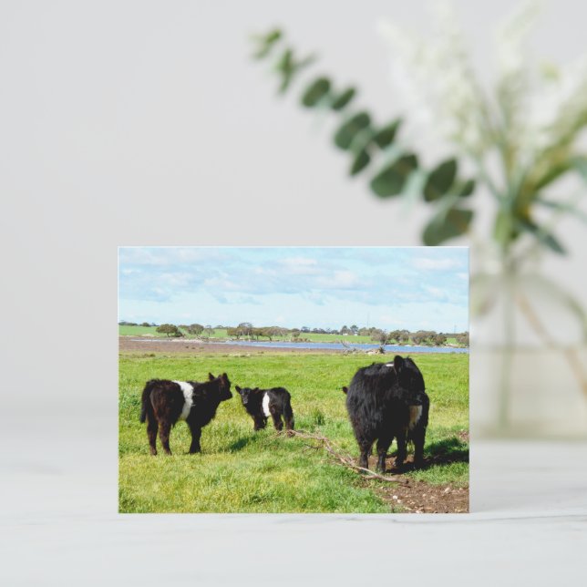Mummy And Baby Galloway Cows, Postcard (Standing Front)