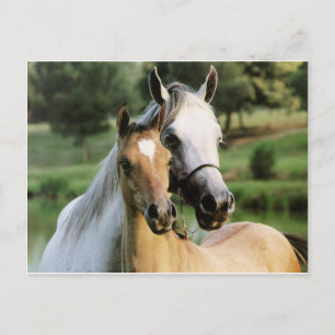 Mummy & Colt Postcard
