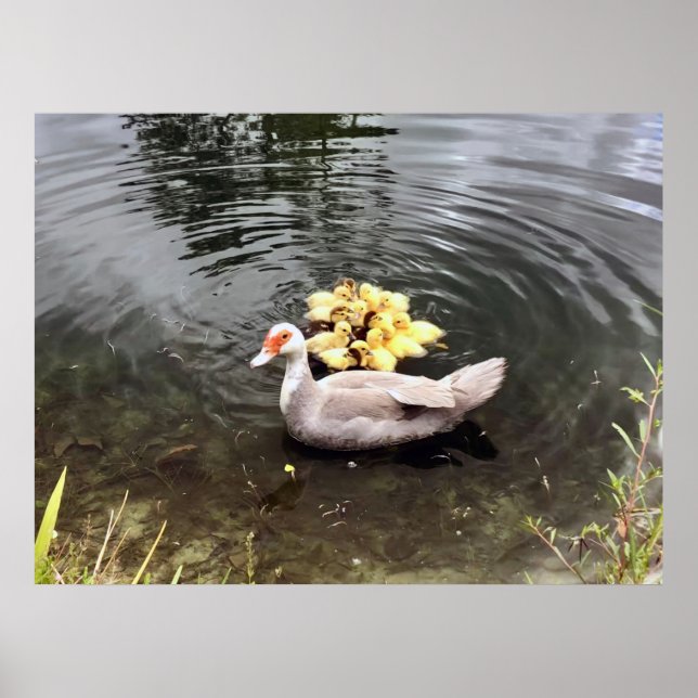 Mummy Duck Ducklings Nature Photography Poster (Front)