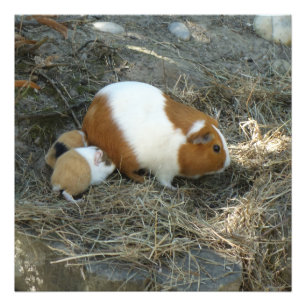 Mummy Guinea Pig Photo Print