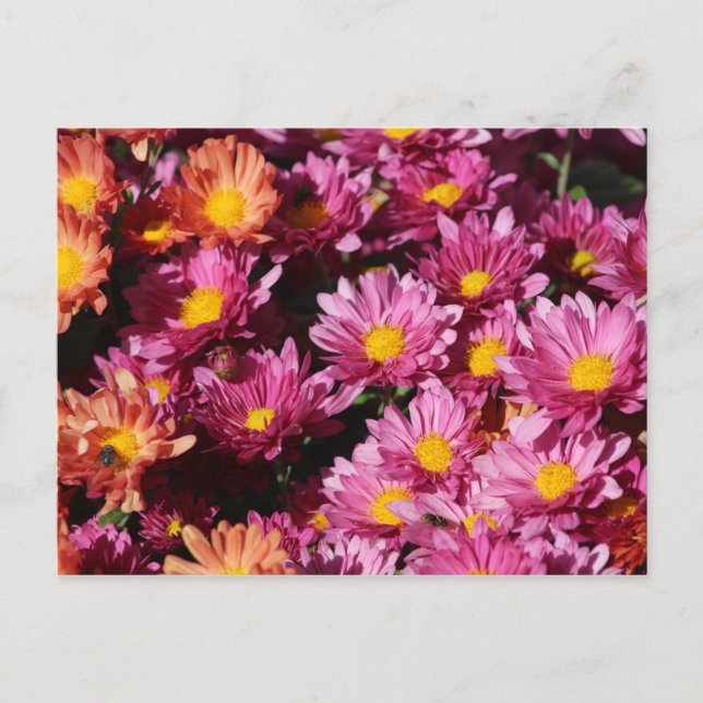 Mums postcard (Front)
