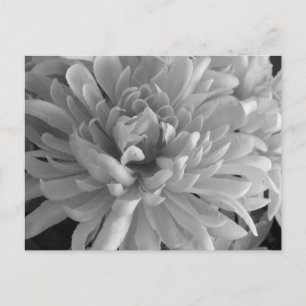 Mum's The Word Postcard