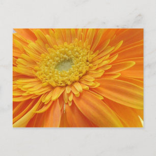 Mum's The Word Postcard