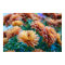 Mums the Word!