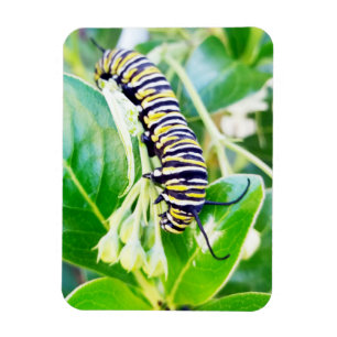 Munching Monarch Caterpillar Magnet