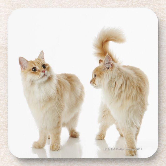 Munchkin cats coaster (Front)