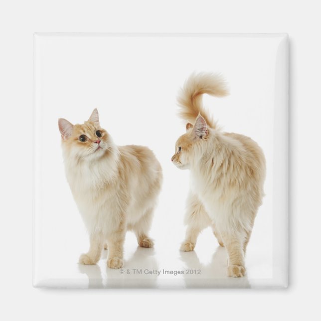 Munchkin cats magnet (Front)