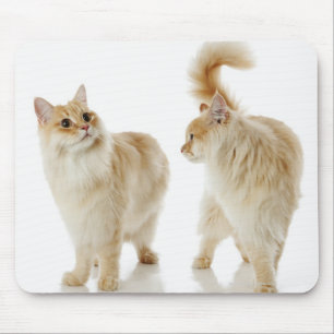 Munchkin cats mouse pad