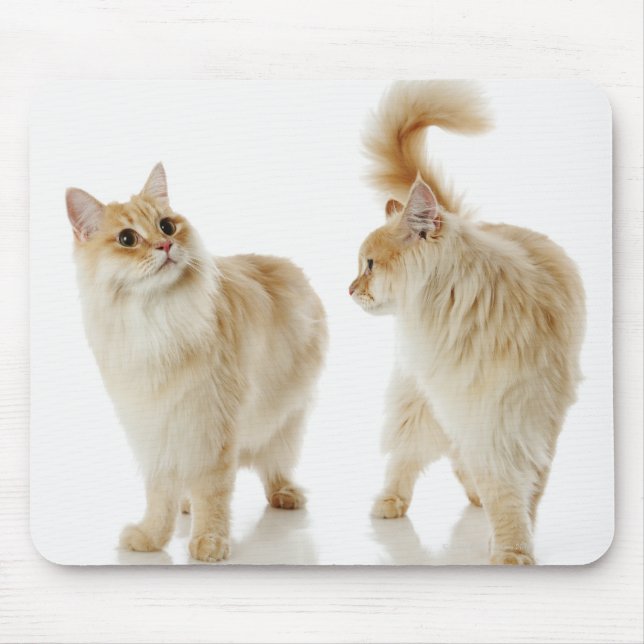 Munchkin cats mouse pad (Front)