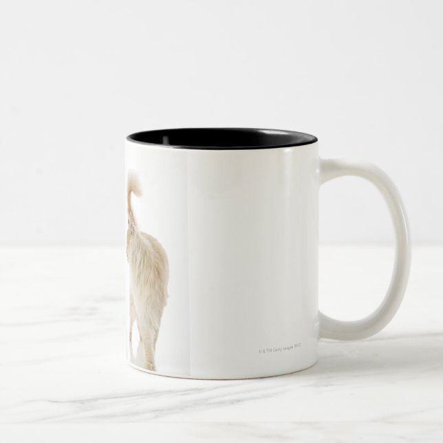 Munchkin cats Two-Tone coffee mug (Right)