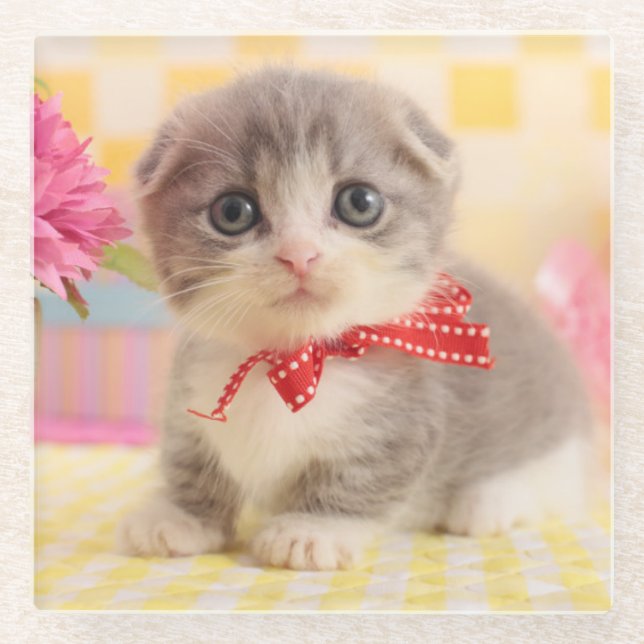 Munchkin Kitten Glass Coaster (Front)