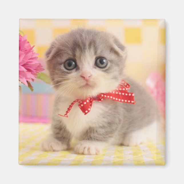 Munchkin Kitten Magnet (Front)