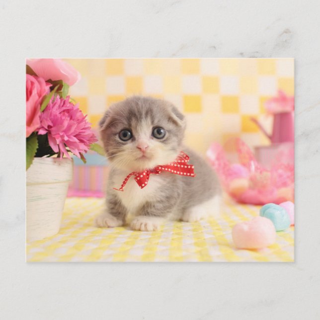 Munchkin Kitten Postcard (Front)