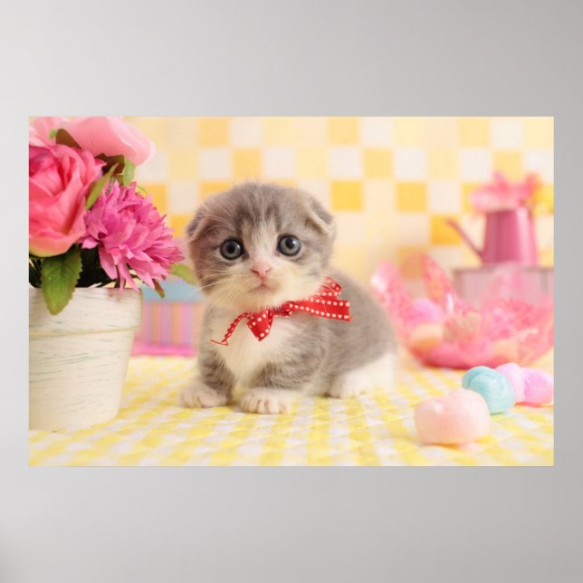 Munchkin Kitten Poster (Front)