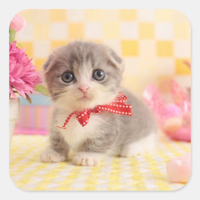 Munchkin Kitten Square Sticker (Front)