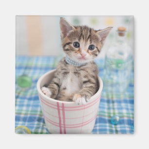 Munchkin Kitten With Pretty Ribbon Magnet