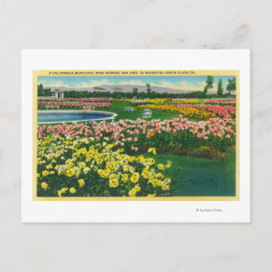 Municipal Rose Garden in Santa Clara County Postcard