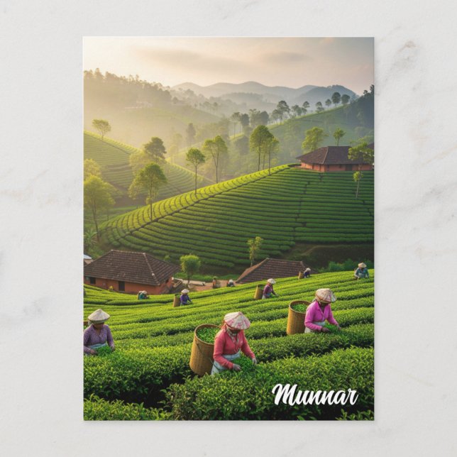 Munnar Kerala India Tea Plantation Postcard (Front)