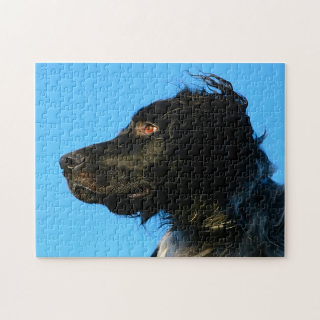 Munsterlander Dog. Jigsaw Puzzle (Horizontal)